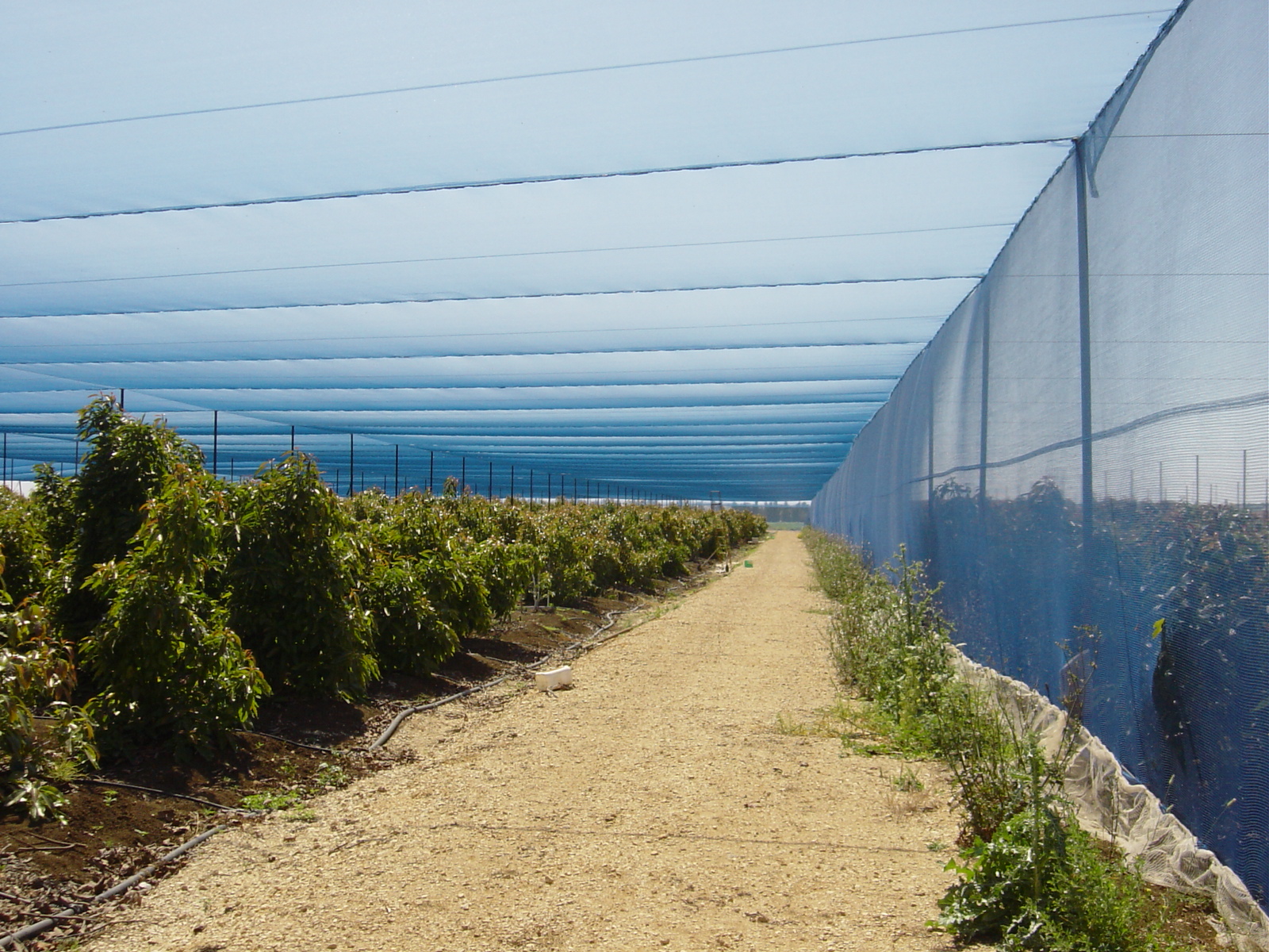 Agricolor-Azul-20-Raschel-Paltas-Israel-2