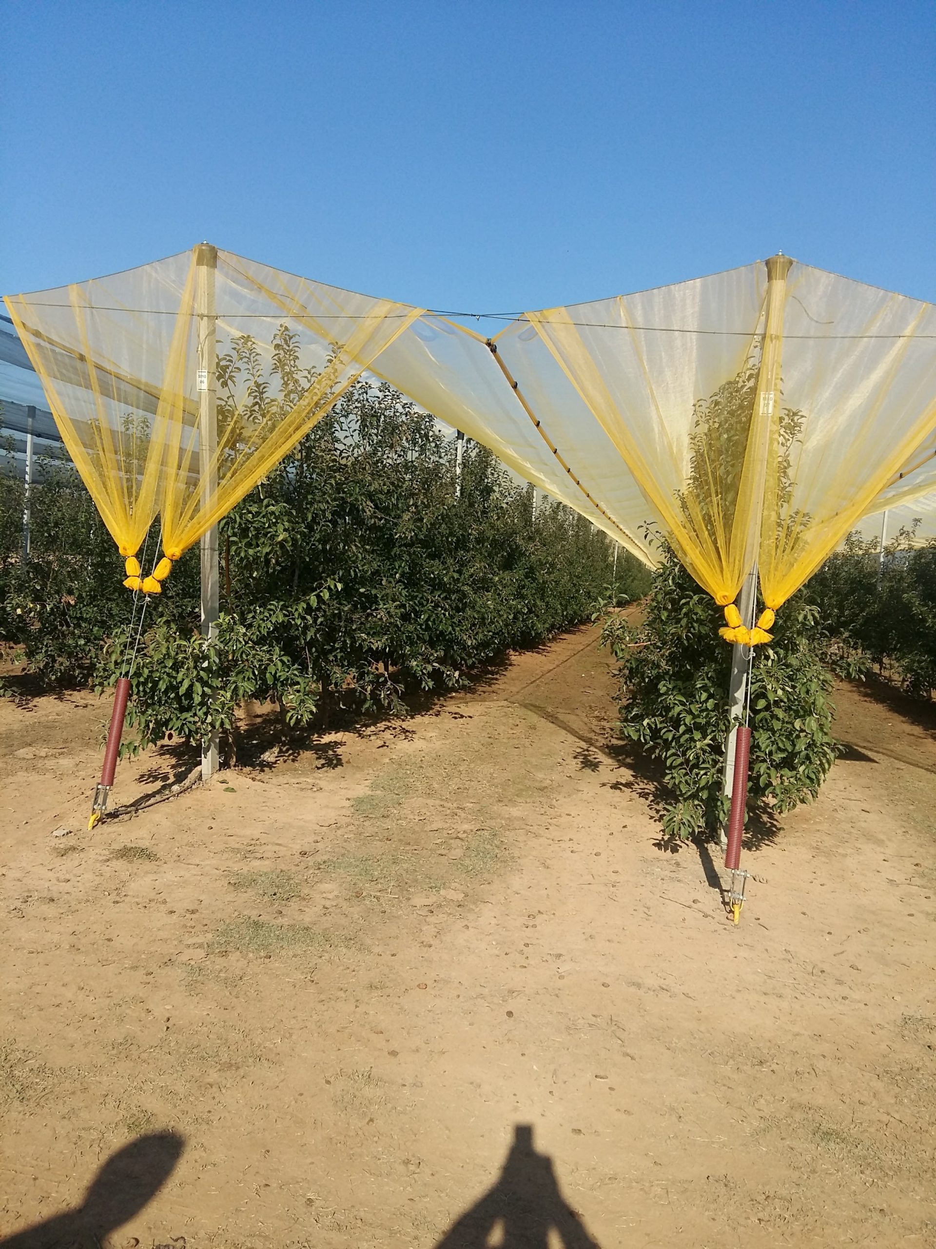 Agricolor-ML-16-Amarillo