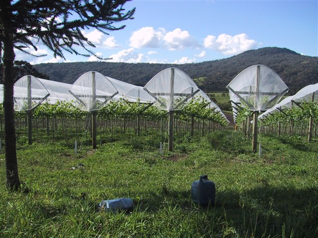 Agricolor-Nácar-uvas-Brasil.1