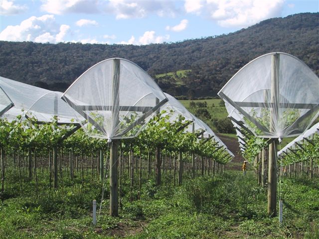 Agricolor-Nácar-uvas-Brasil.2