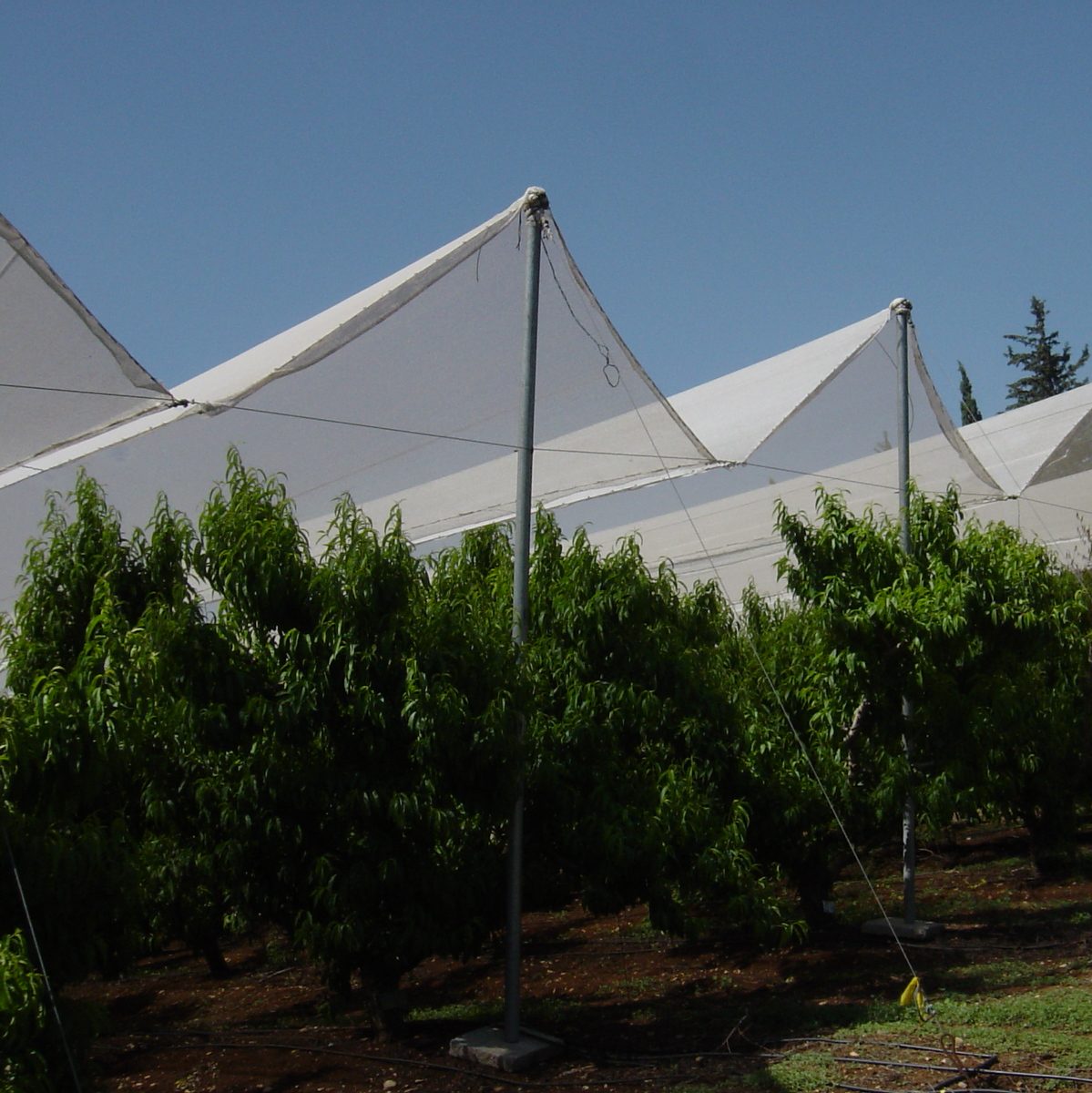 Agricolor-Nacar-20-Nectarinas-Sevilla.-España.1