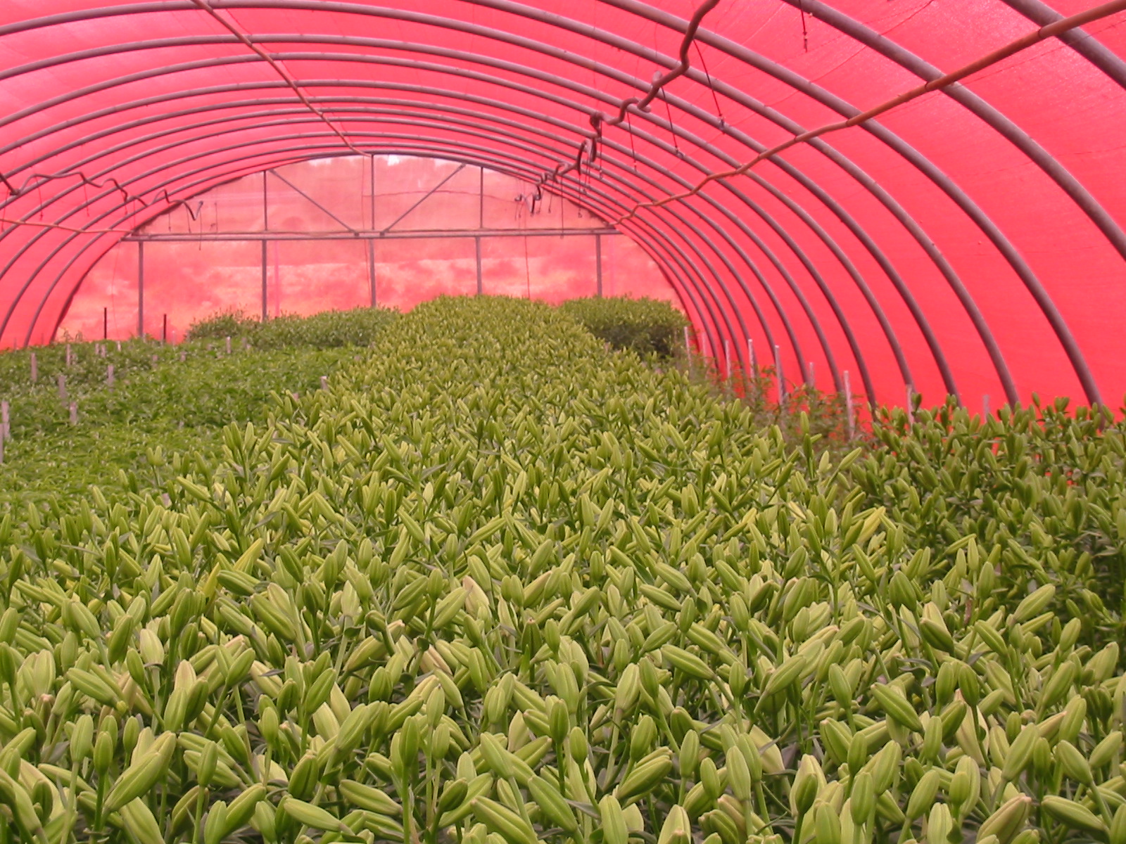 Agricolor-Rojo-65-Raschel-LiliumViveros-Bru-Alicante-Espana-1-2