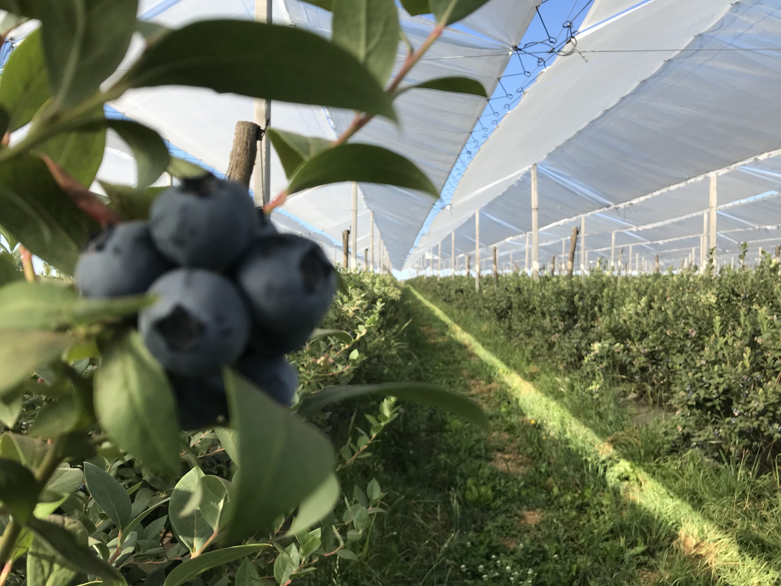 Agricover-FTT-arandanos