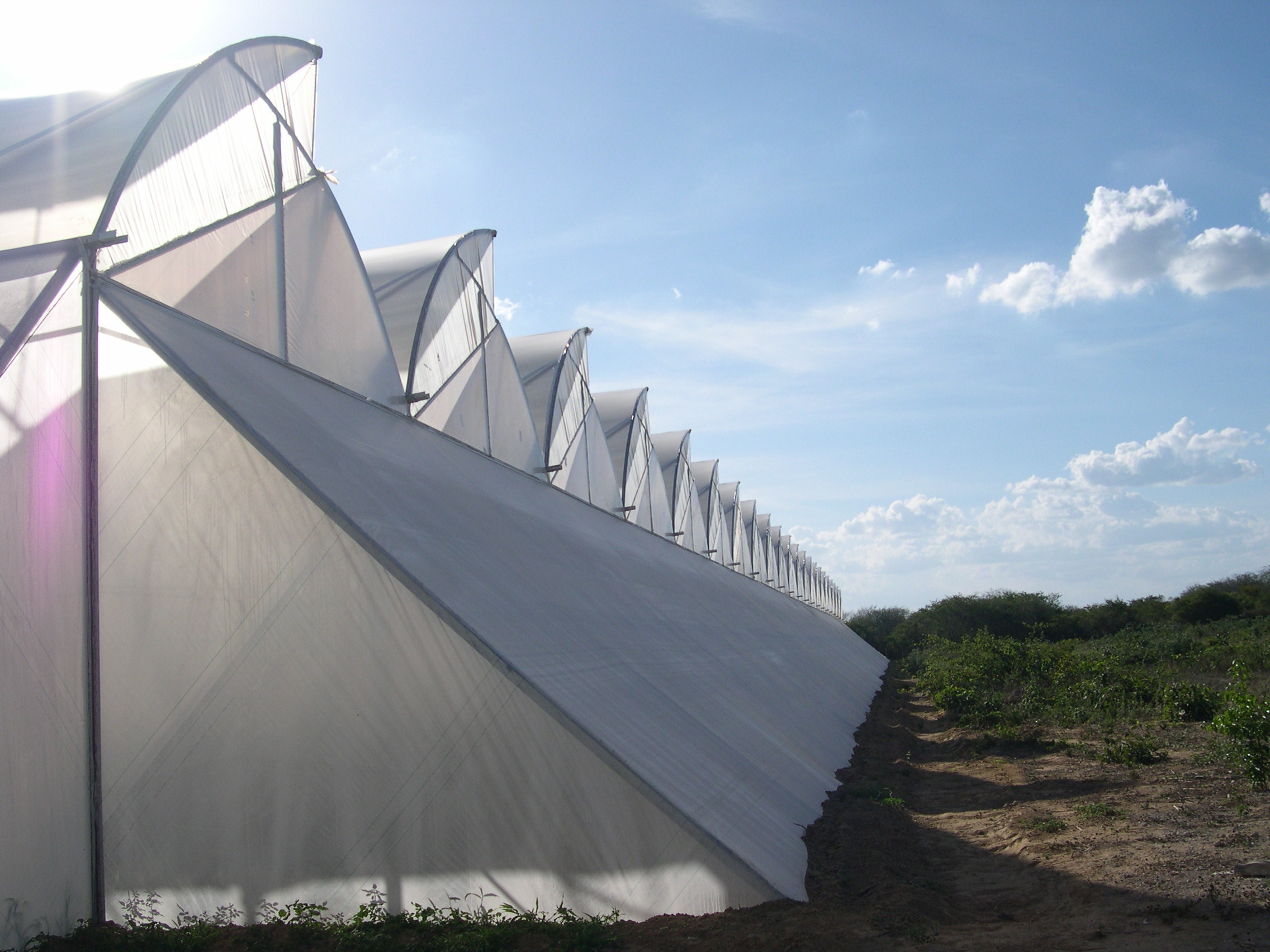 Agricover-L14-Rosas-Ceará-Brasil.3