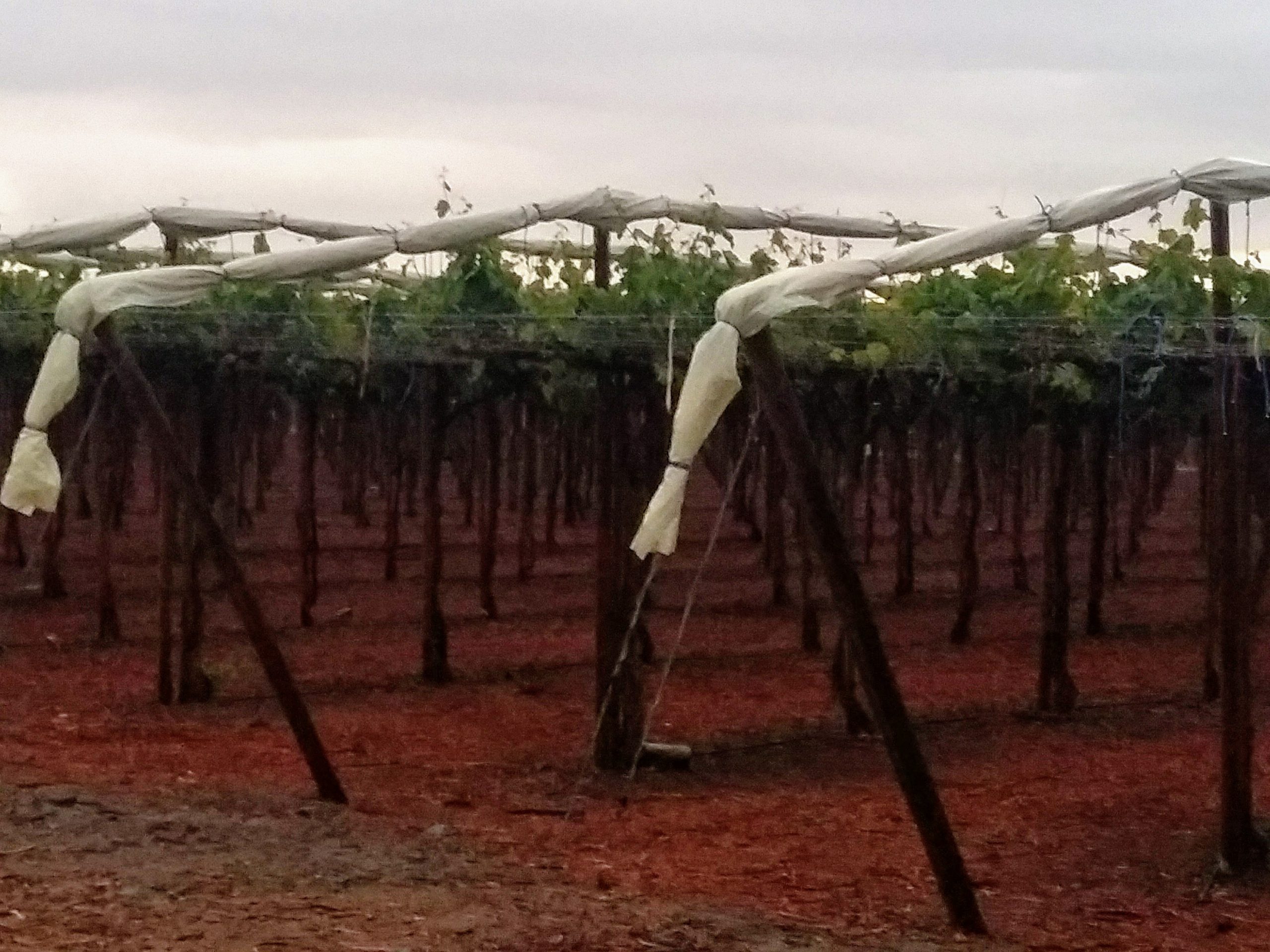 Agricover-PS-en-uvas