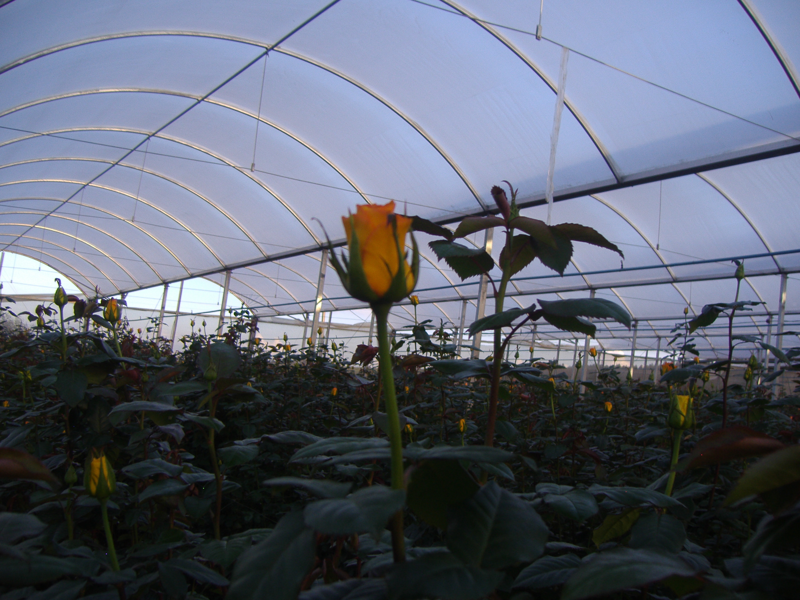 OLYMPUS DIGITAL CAMERA