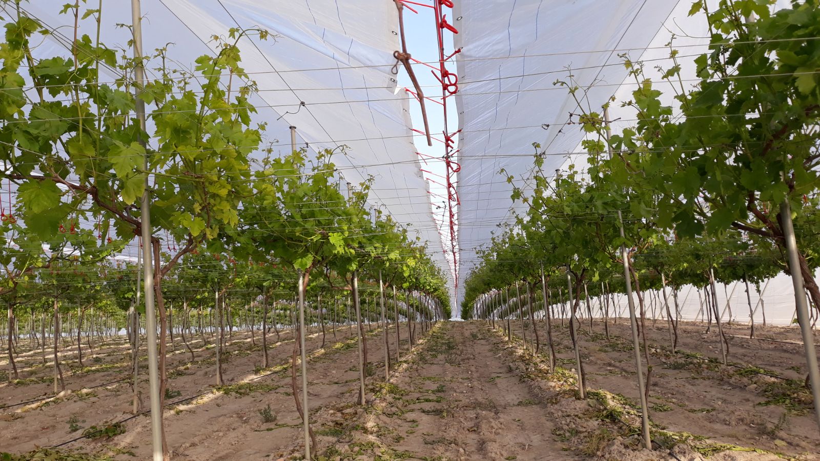 Agricover-UTQ12.Espana.5