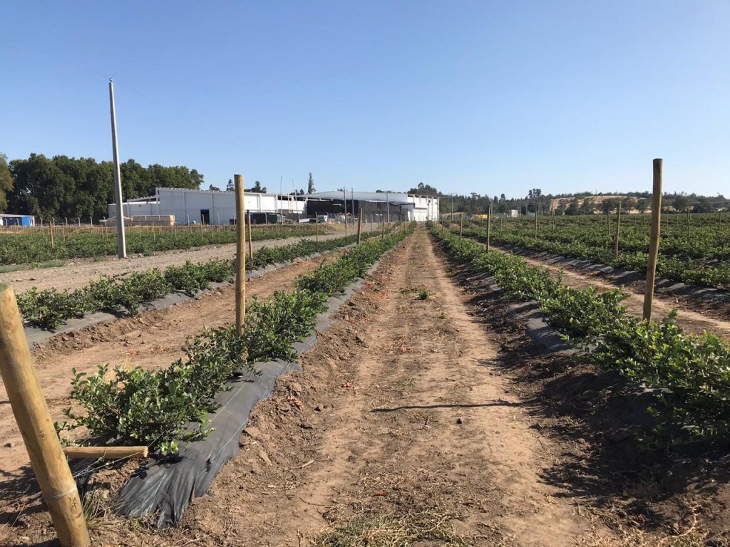 Agricover_Agrisoil-CS-N-100