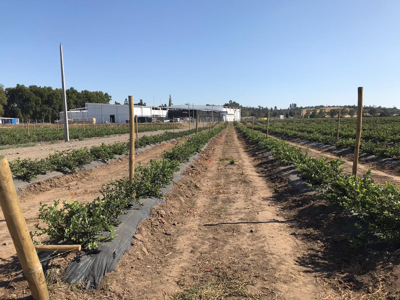 Agricover_Agrisoil-CS-N-100