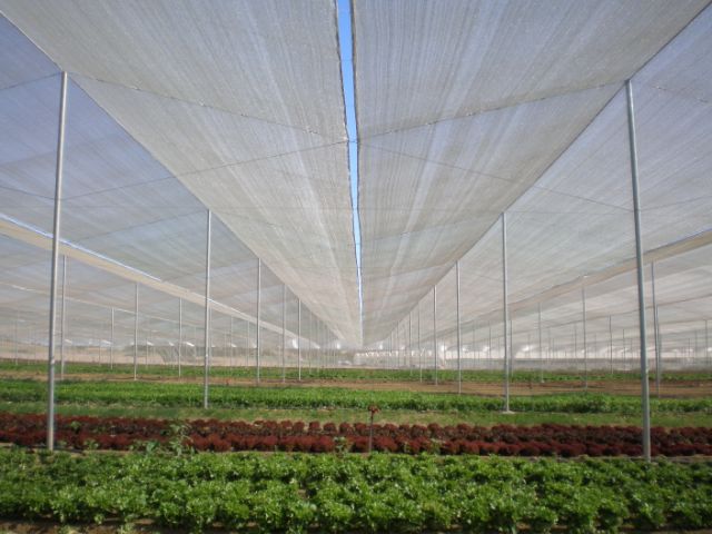 Agrifresh-RR35-umbraculo-lechugas