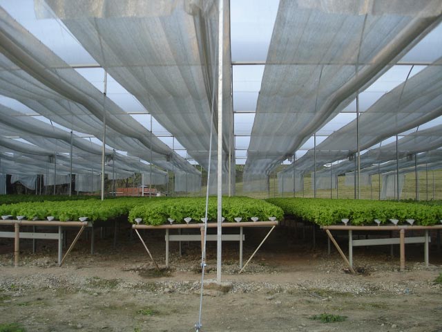 Agrifresh-lechugas-en-hidroponia.2