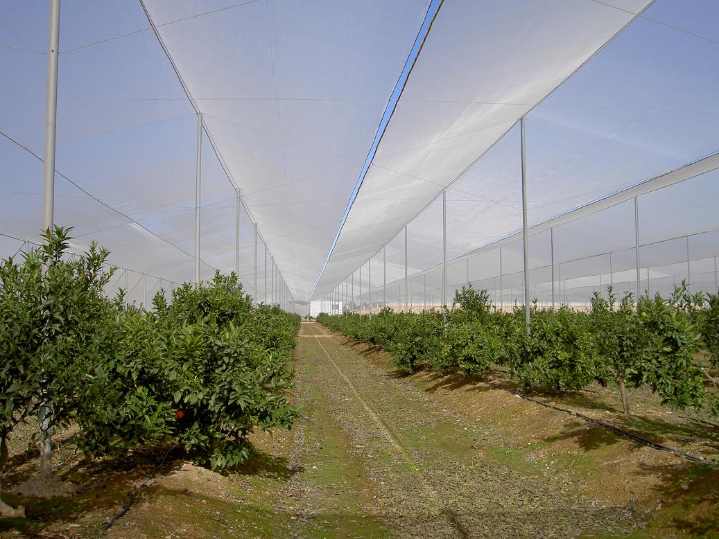 Agrisafe-CV-6x6-Navelinas-Murcia-España-1