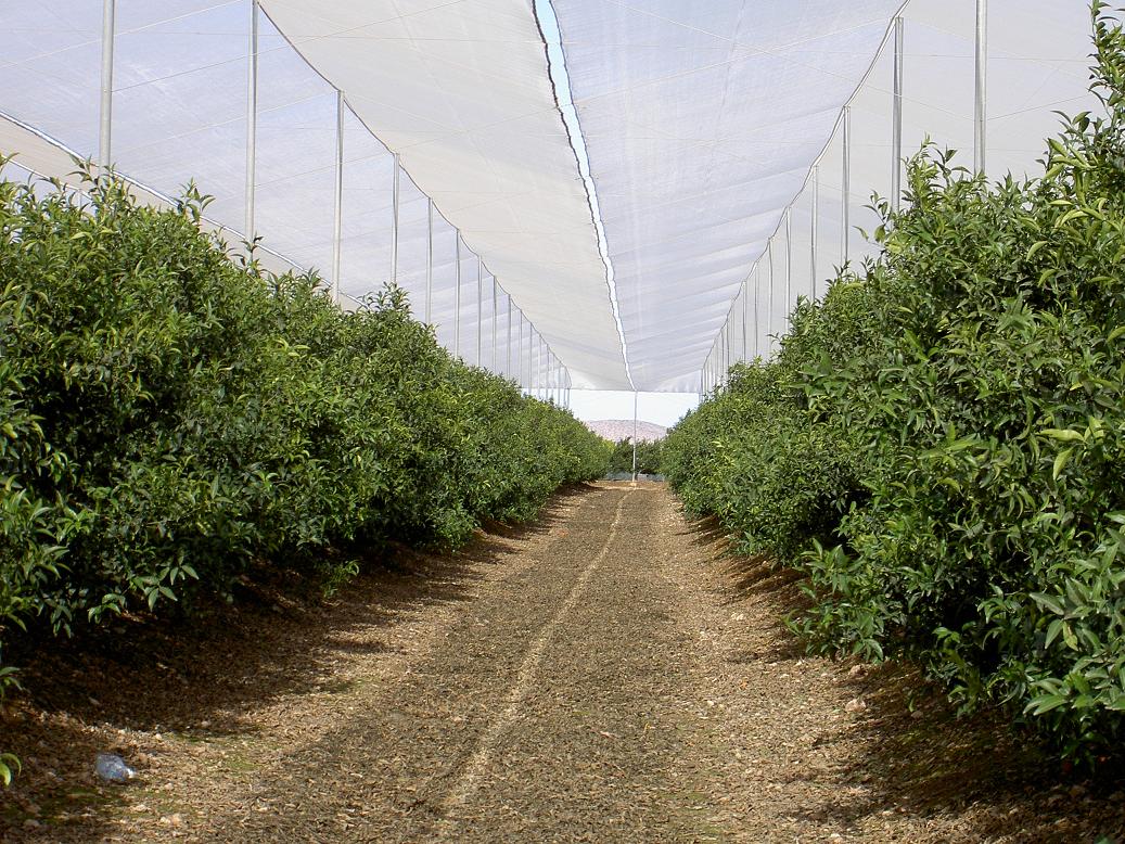 Agrisafe-CV-6x6-Navelinas-Murcia-España-2