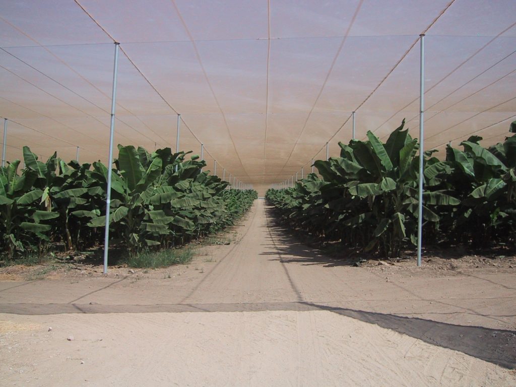 Agristop-AIN-16x10-Bananas-Israel-2