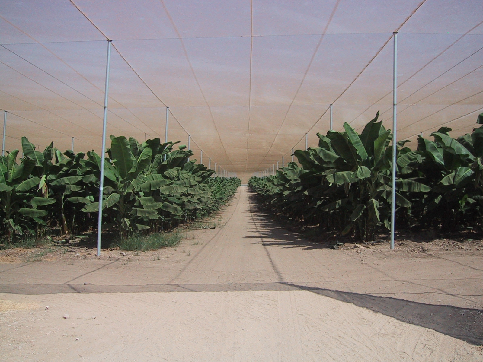 Agristop-AIN-16x10-Bananas-Israel-2