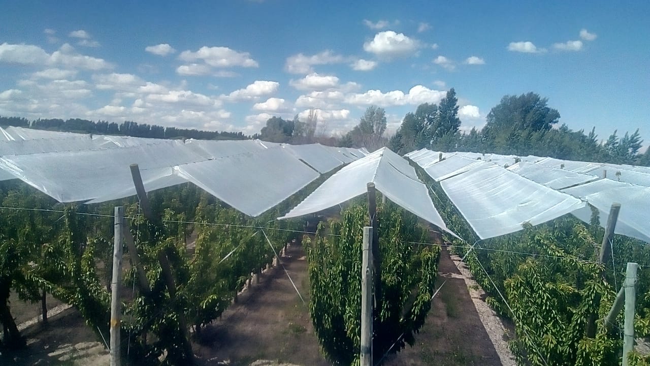 Para-agregar-en-Productos-Agricover-FT