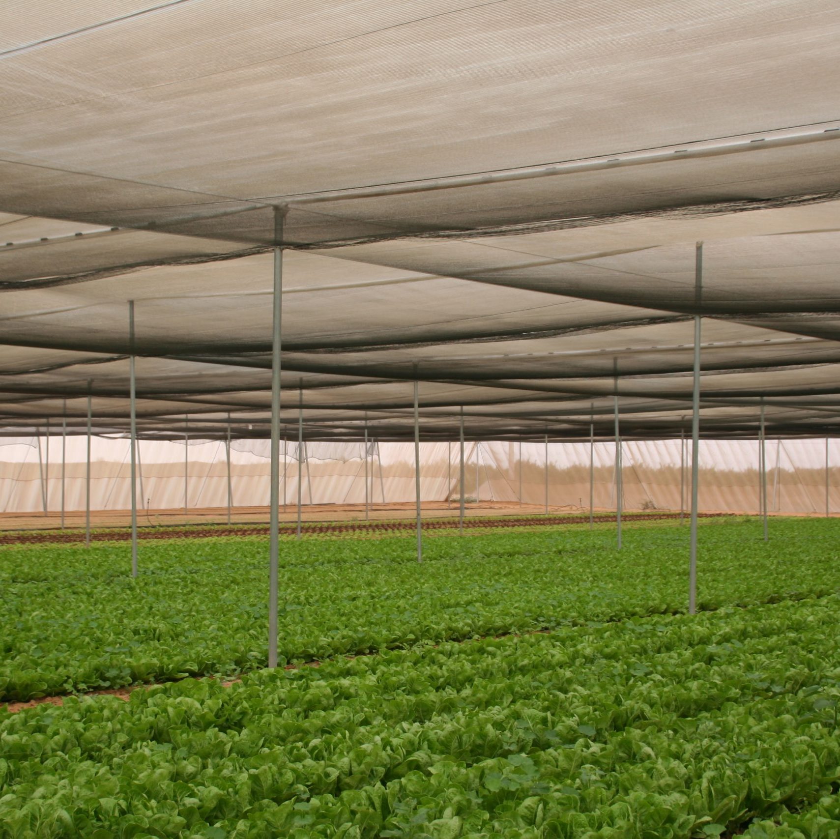 agrishade-cropped-20.11.2008-017-scaled-1