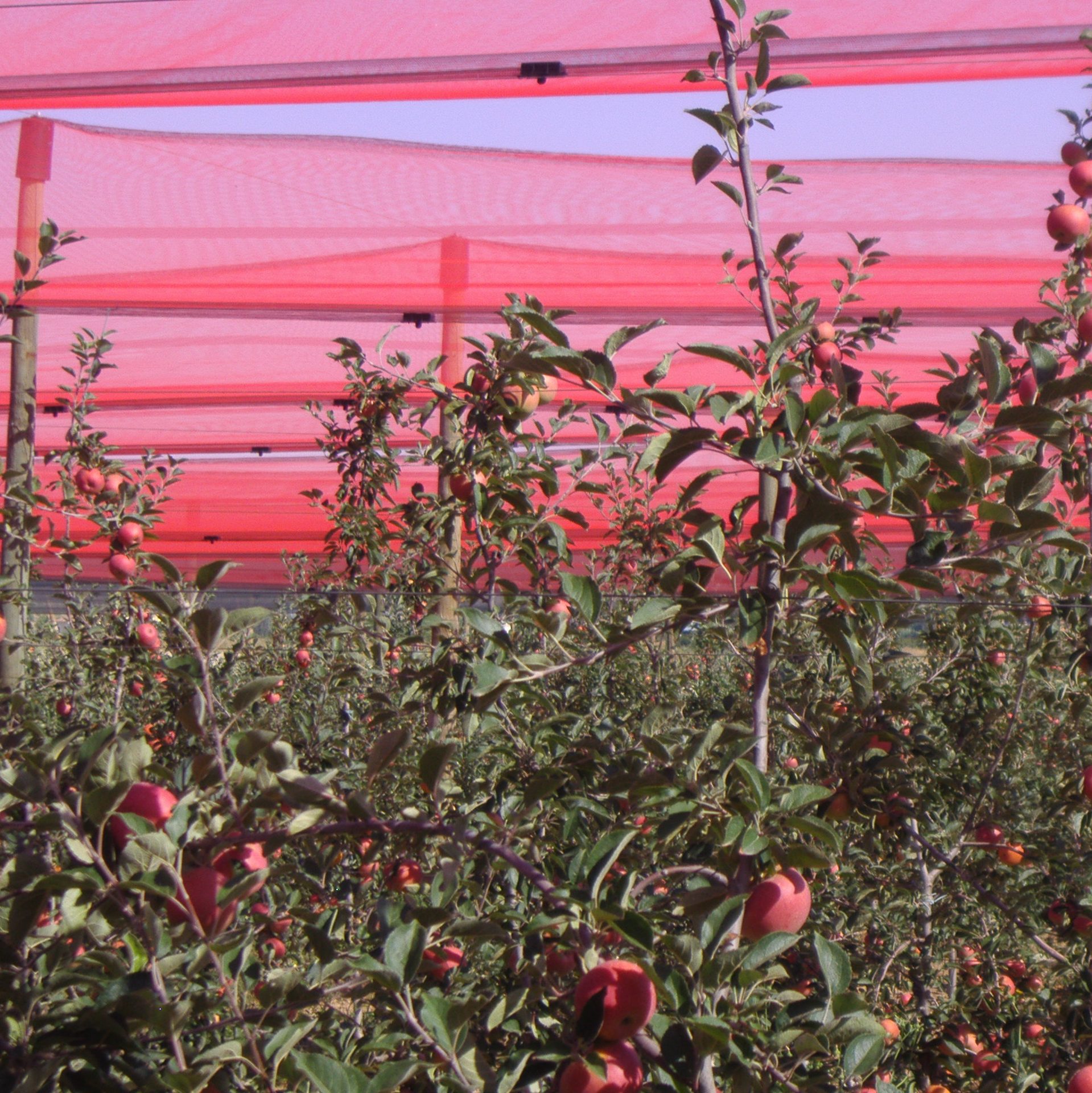 cropped-Agricolor-Rojo-en-Finca-San-Miguel-Manzanas.1-1