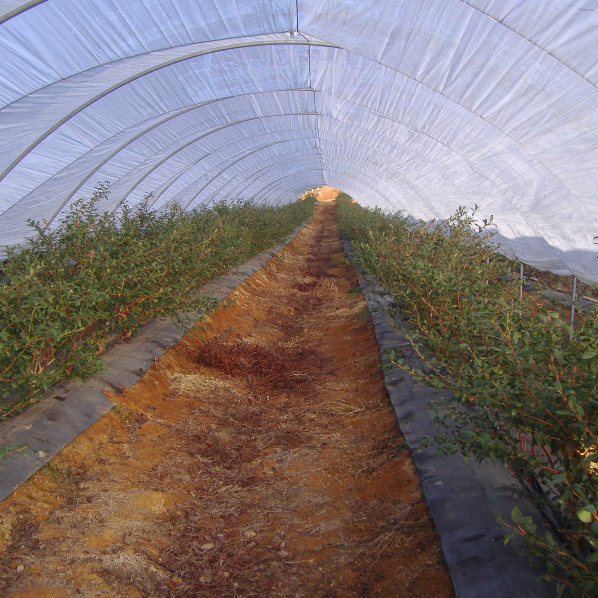 cropped-Agrisoil-CS-N-100-En-arandanos