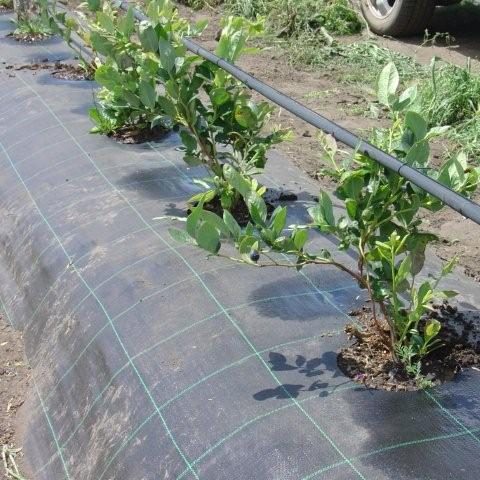 cropped-Agrisoil-CS-con-agujero-de-fabrica