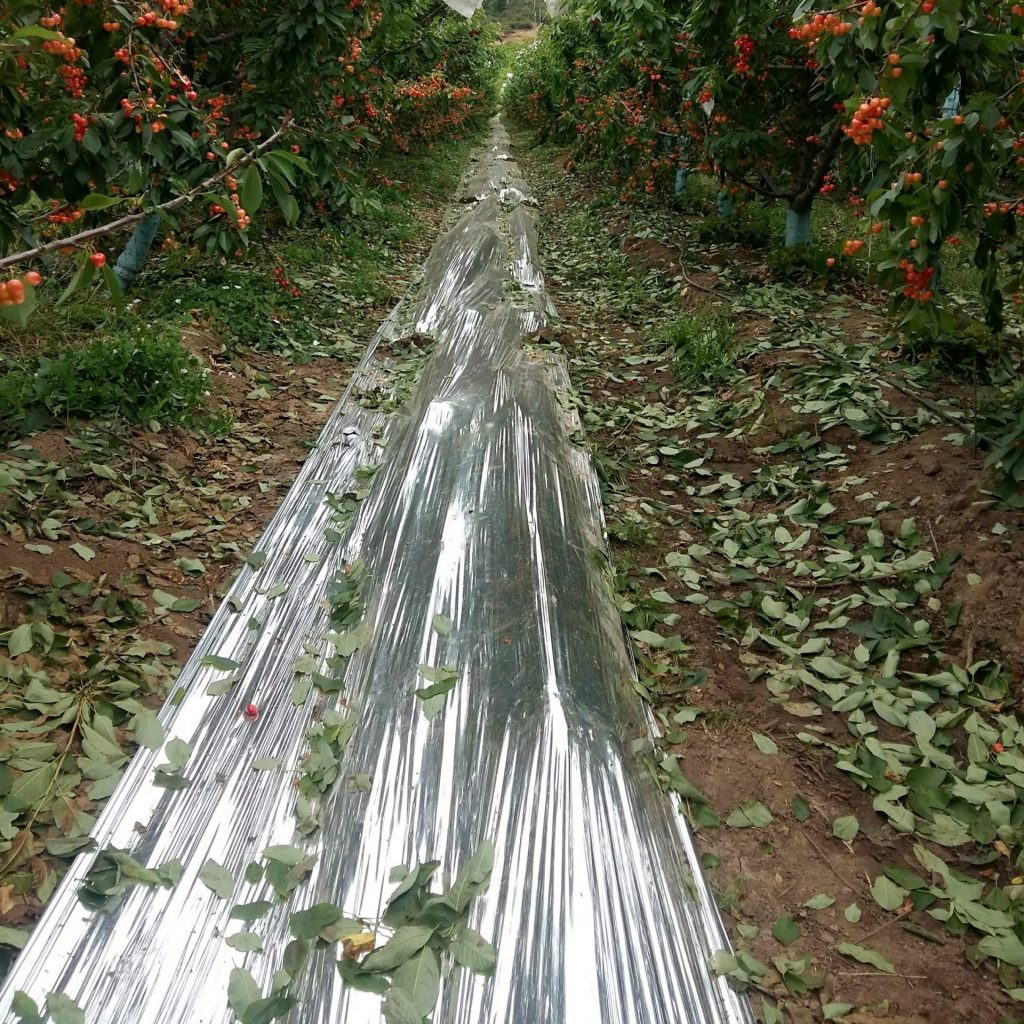 cropped-Agrisoil-Shyni-16-scaled-1