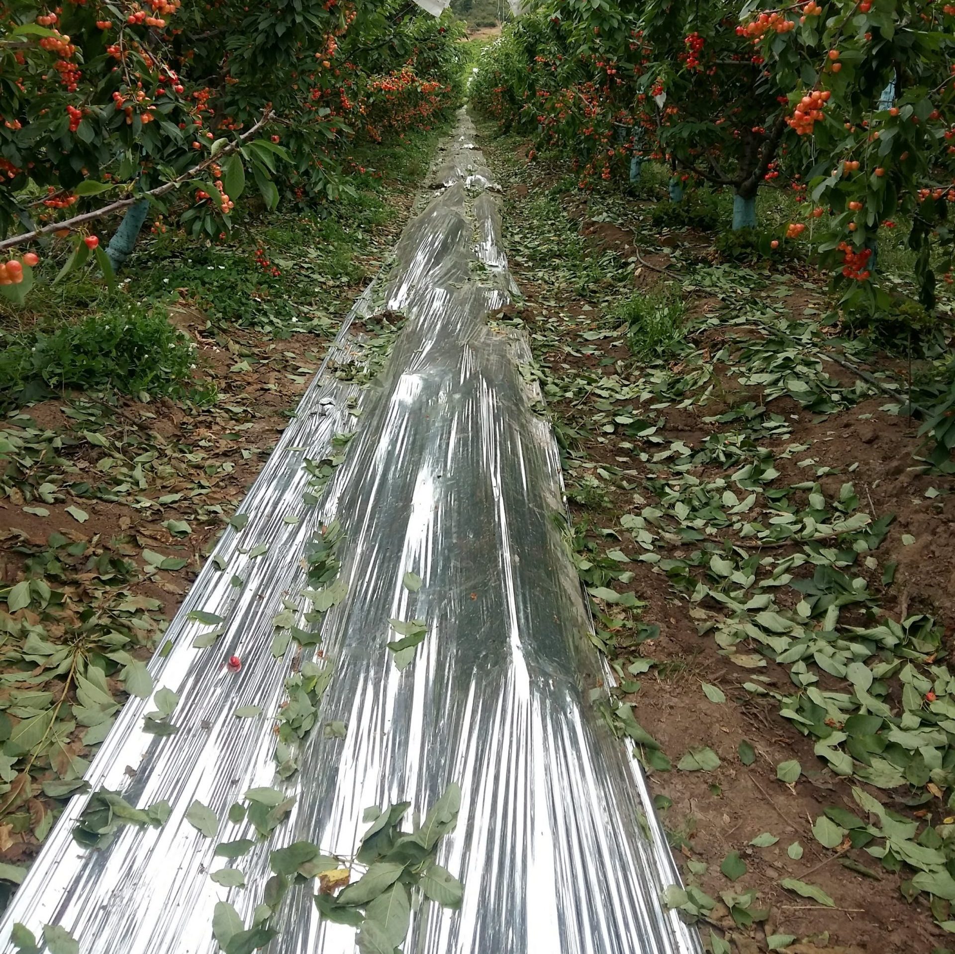 cropped-Agrisoil-Shyni-16-scaled-1