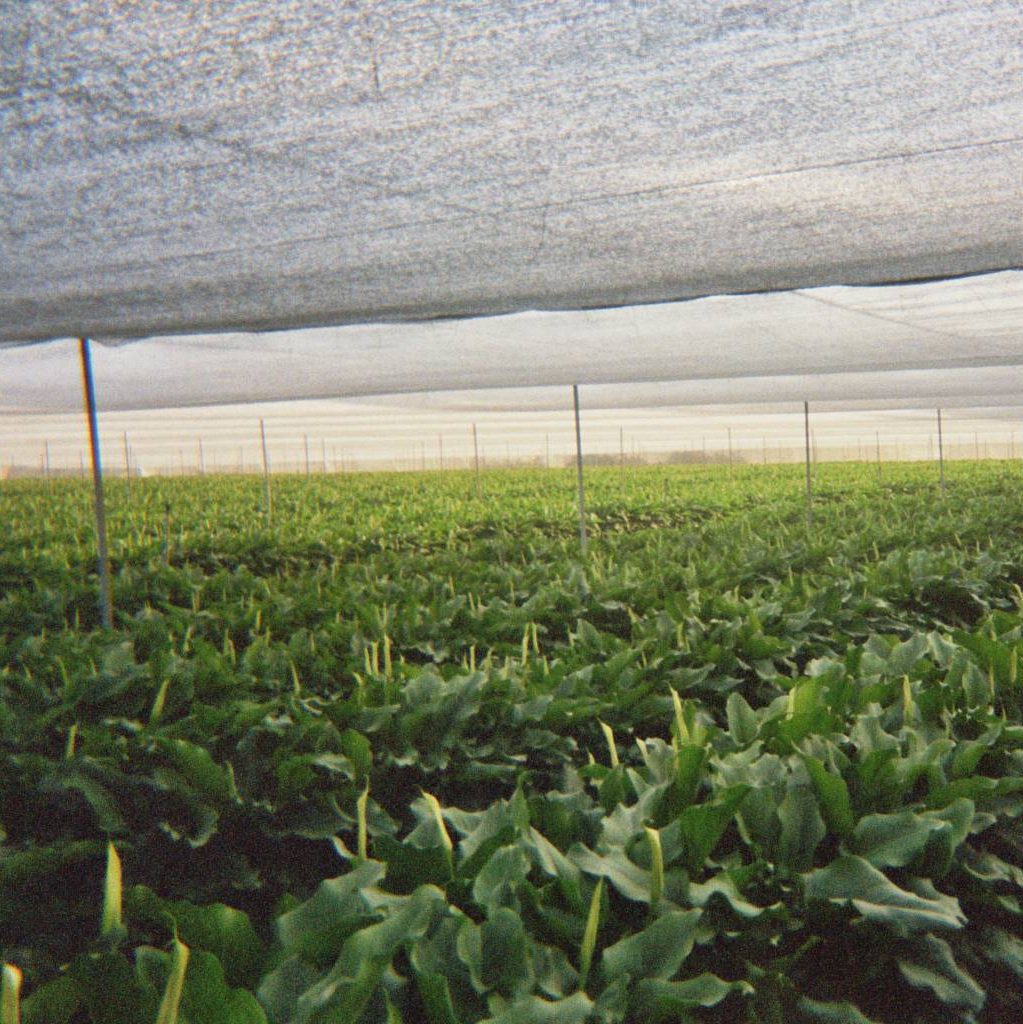 cropped-Calas-bajo-Agritherm