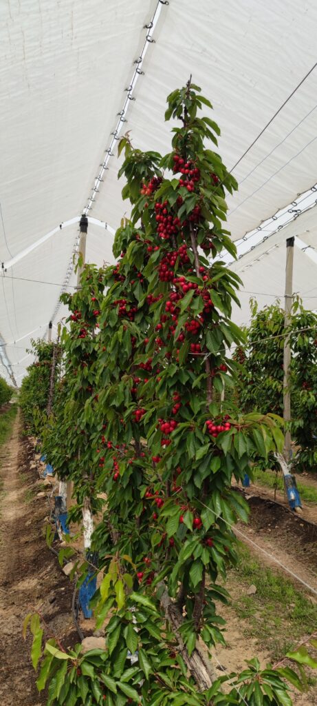Agricover FTT13 (1)