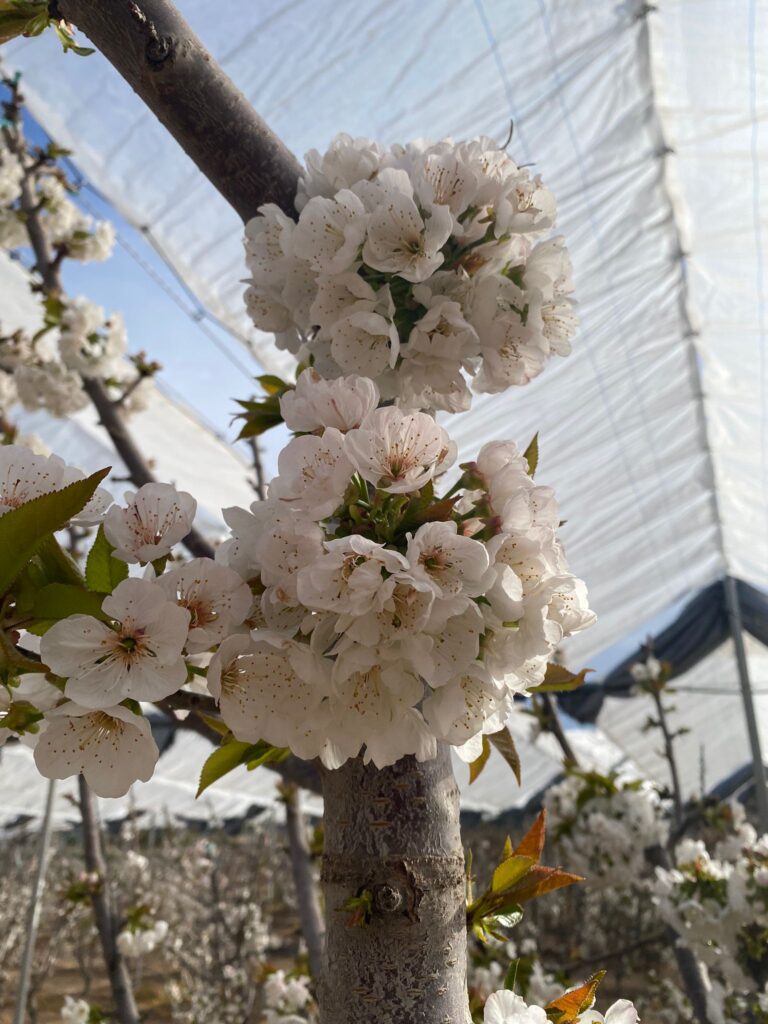 Agricover-FTT13-3.jpg