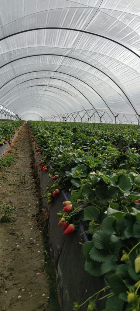 Agricover R